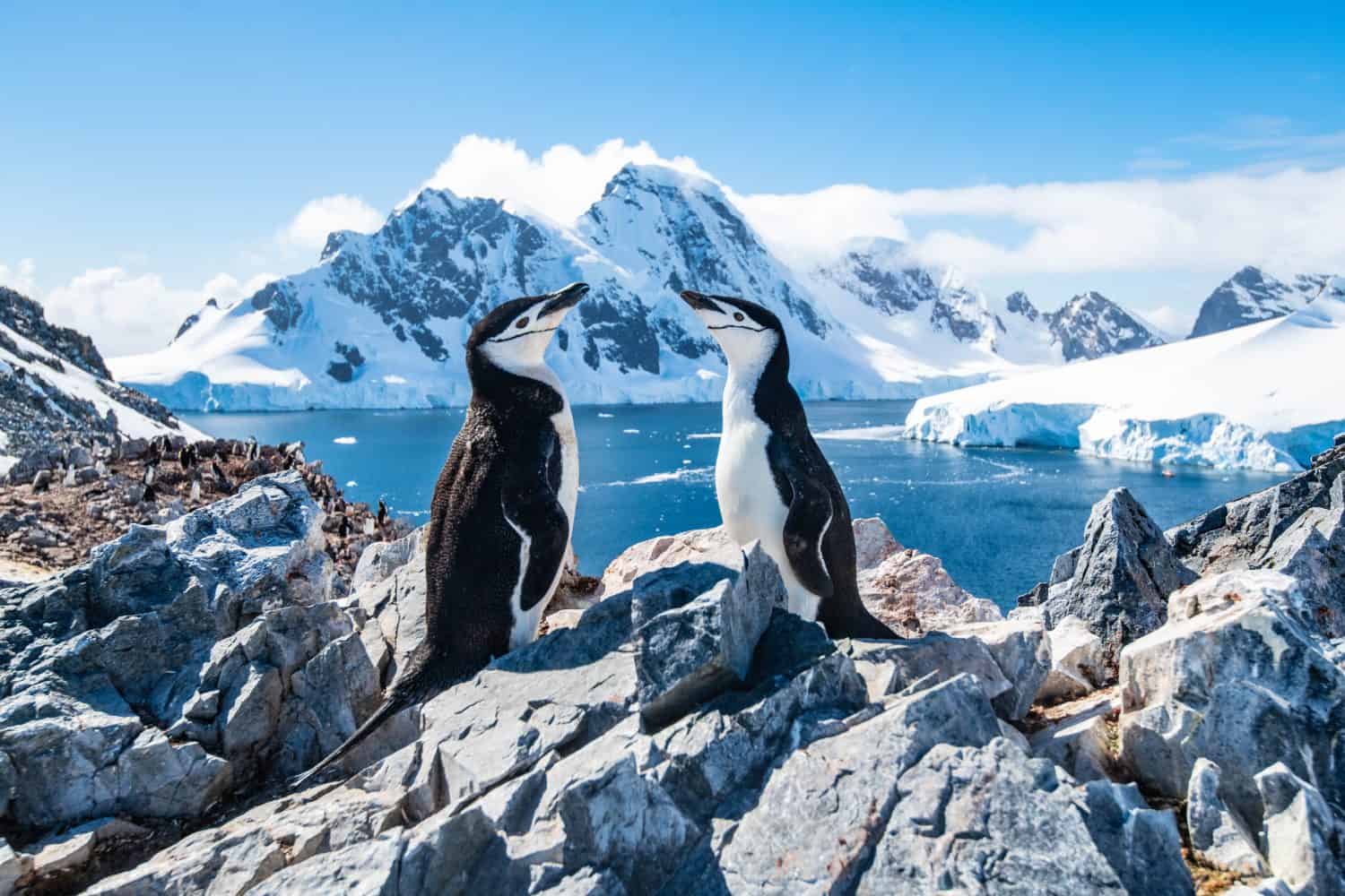 Pinguino dal sottogola, Antartide, gennaio 2019