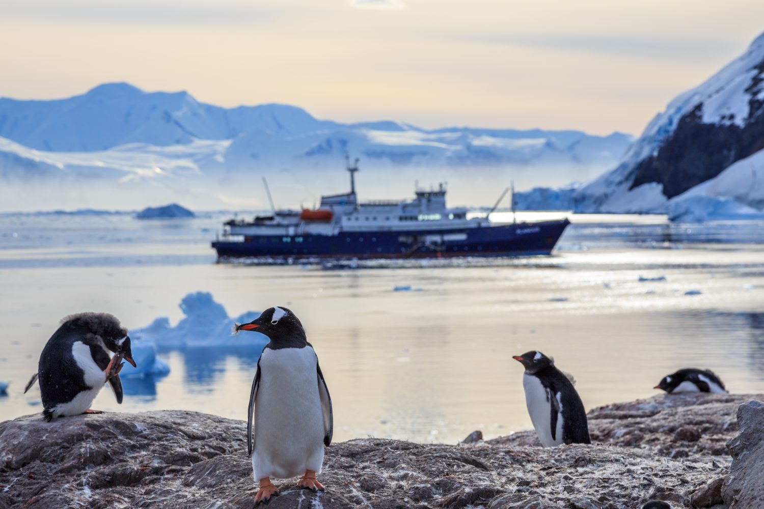 Pinguini Gentoo in piedi sulle rocce e nave da crociera sullo sfondo nella baia di Neco, Antartide
