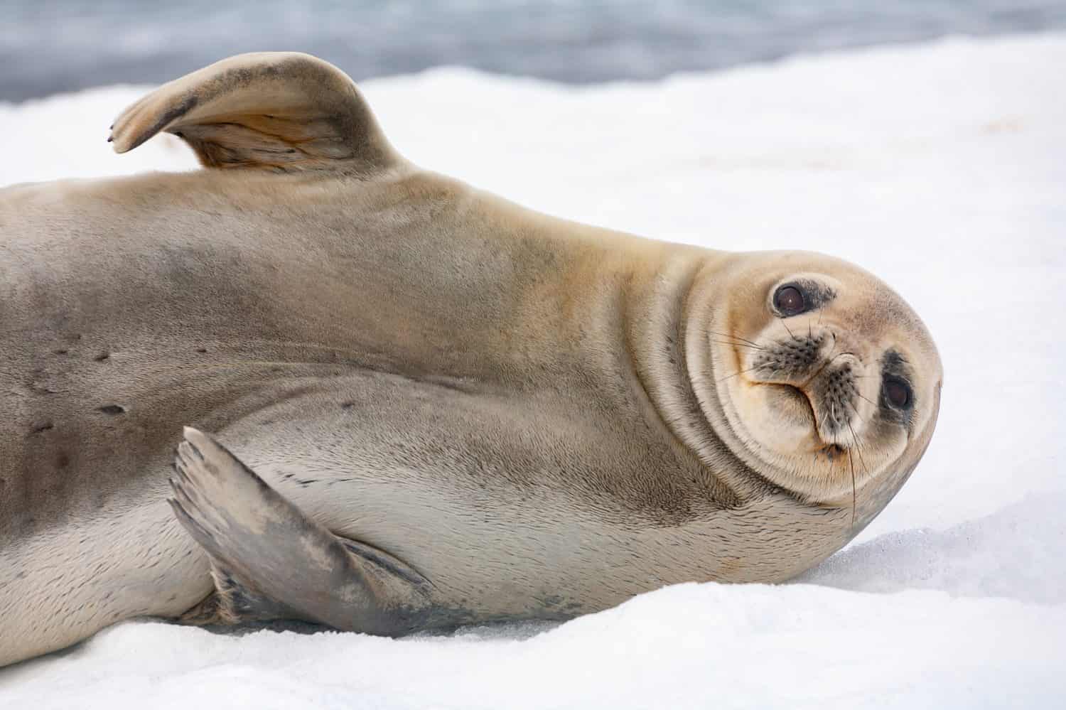 Foca femmina antartica (Arctocephalus gazella) sull'isola di Half Moon nelle isole Shetland meridionali, Antartide.