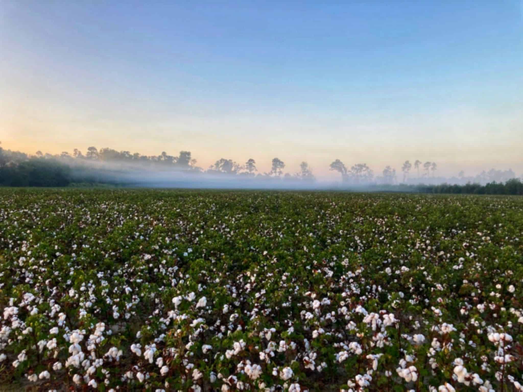 Campi di cotone della Carolina del Sud all'alba