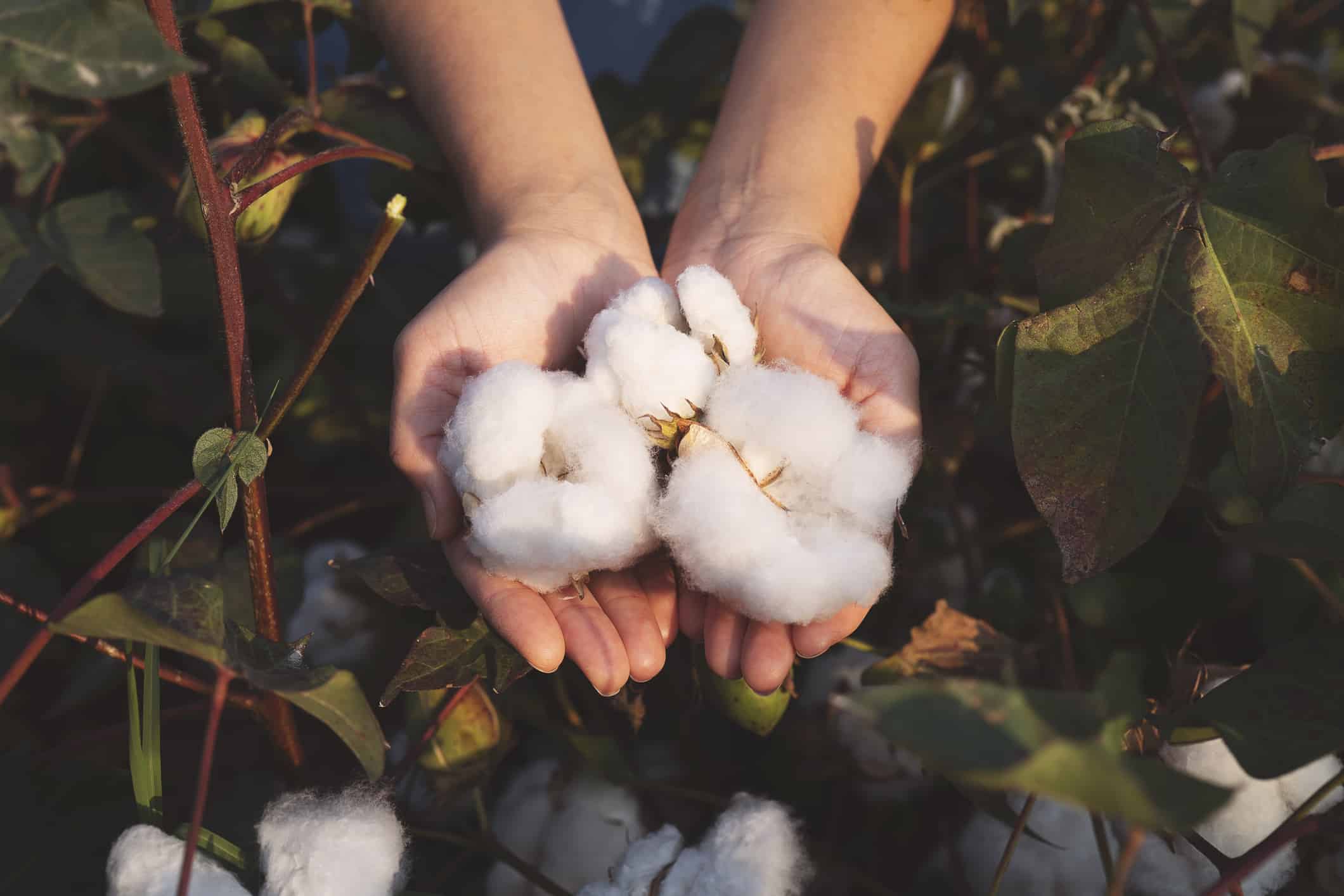 Nelle mani del coltivatore di cotone veniva raccolto il cotone
