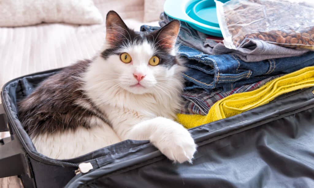 Un gatto birichino con gli occhi ambrati che giace in una valigia aperta e piena di cose