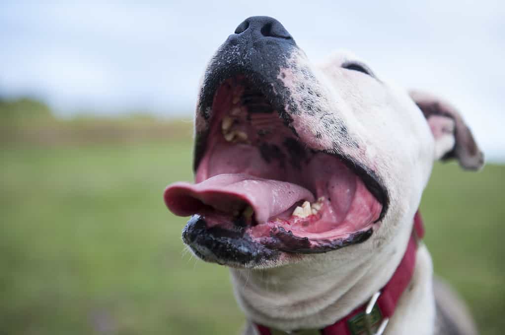 Colpo del primo piano della bocca aperta di un toro e di un terrier sotto la luce del sole con uno sfondo sfocato