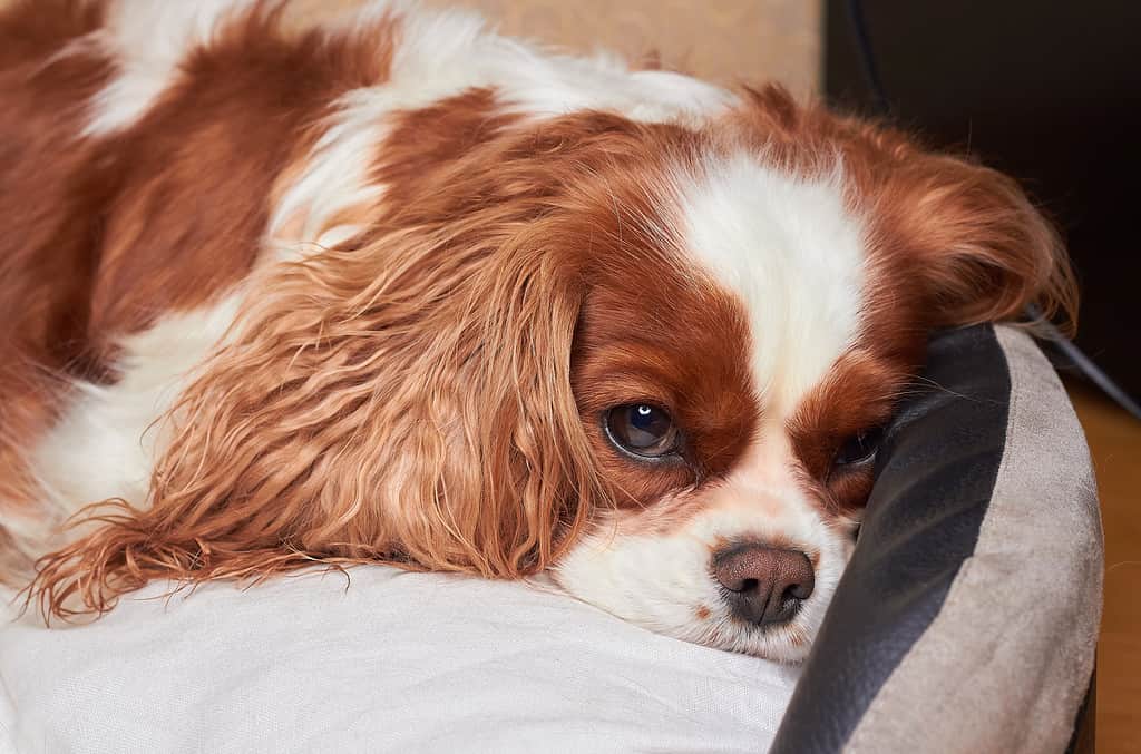 Il cagnolino Cavalier King Charles Spaniel è sdraiato sul pavimento.  Bellissimo cane di razza Cavalier King Charles Cavalier Spaniel