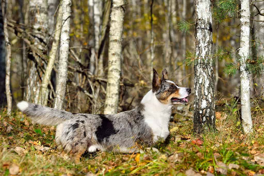 Cardigan divertente Welsh Corgi