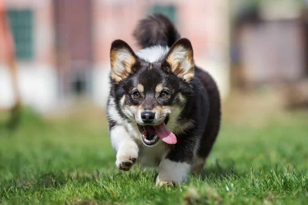 felice cane gallese corgi pembroke che corre all'aperto