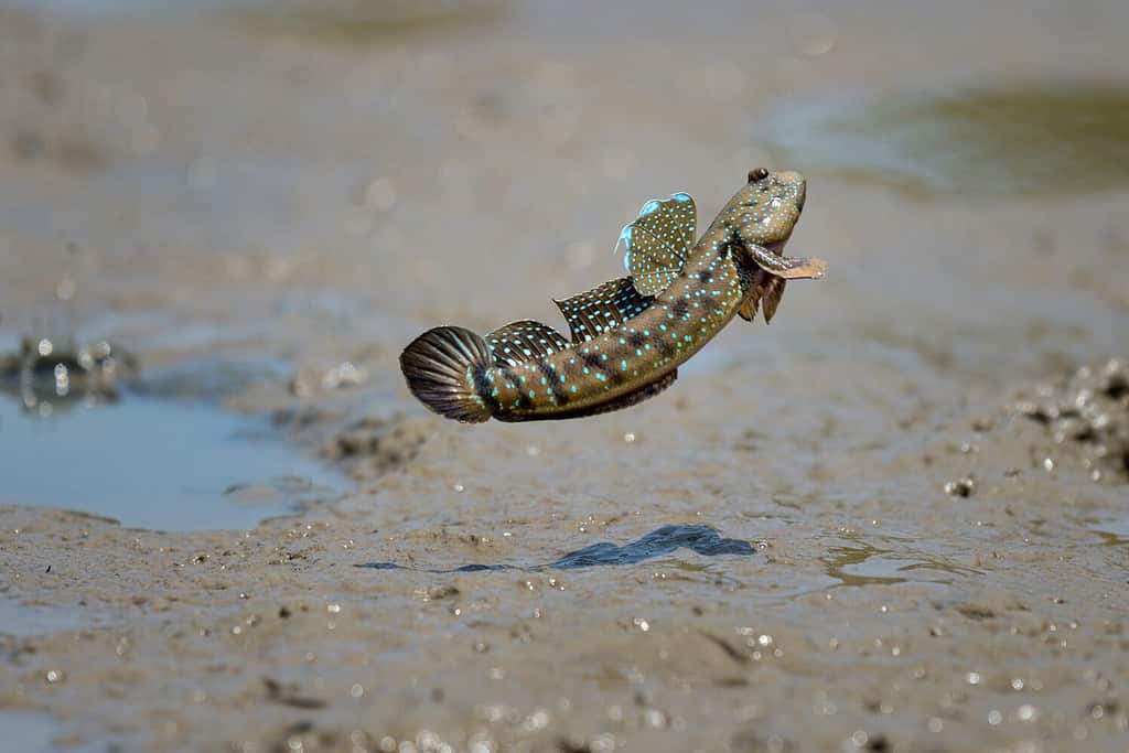 azione da vicino Mudskipper salta in mare