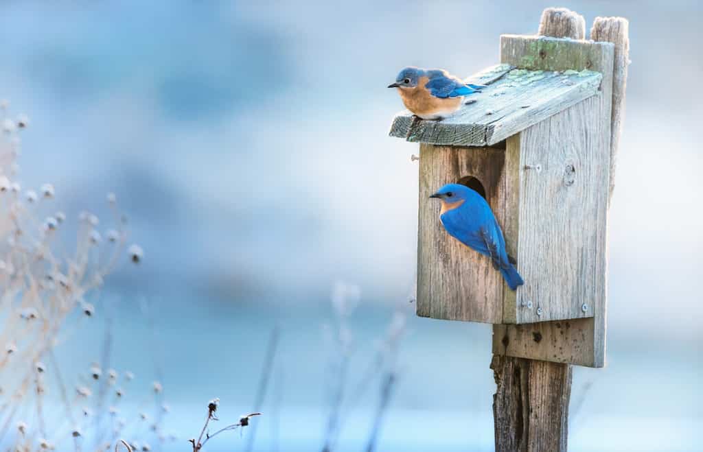 Una coppia di uccelli azzurri orientali nella loro casa in una mattina presto in primavera.  Gli uccelli azzurri aiutano a sbarazzarsi di mosche, zanzare e altri parassiti.