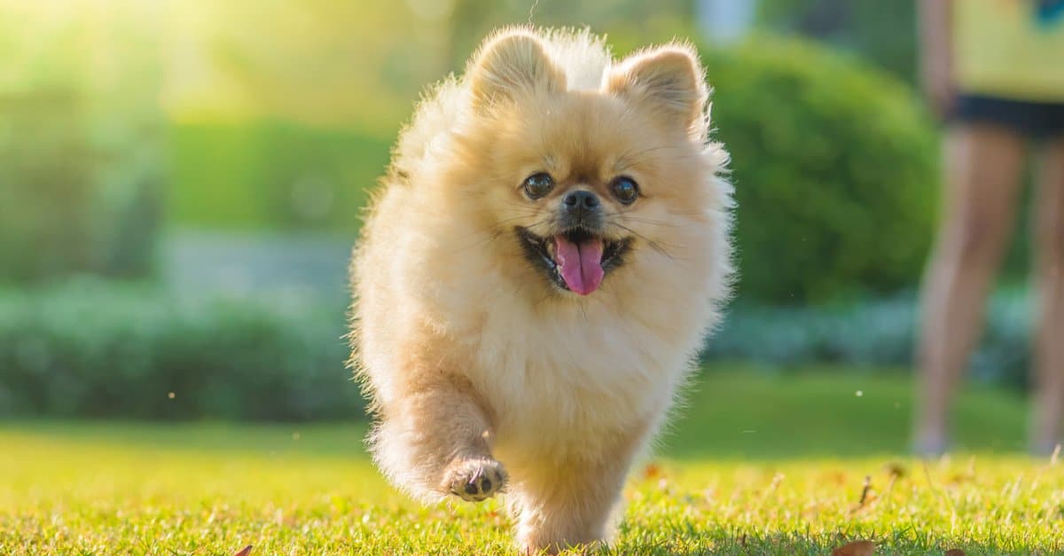 Cane Pomerania