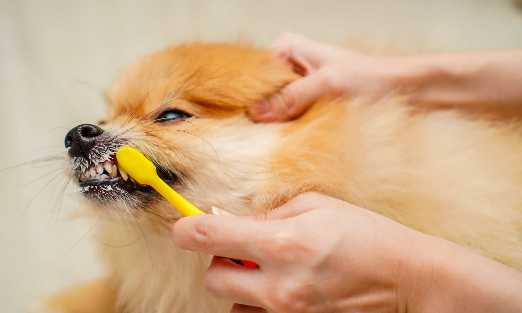 cane pomerania