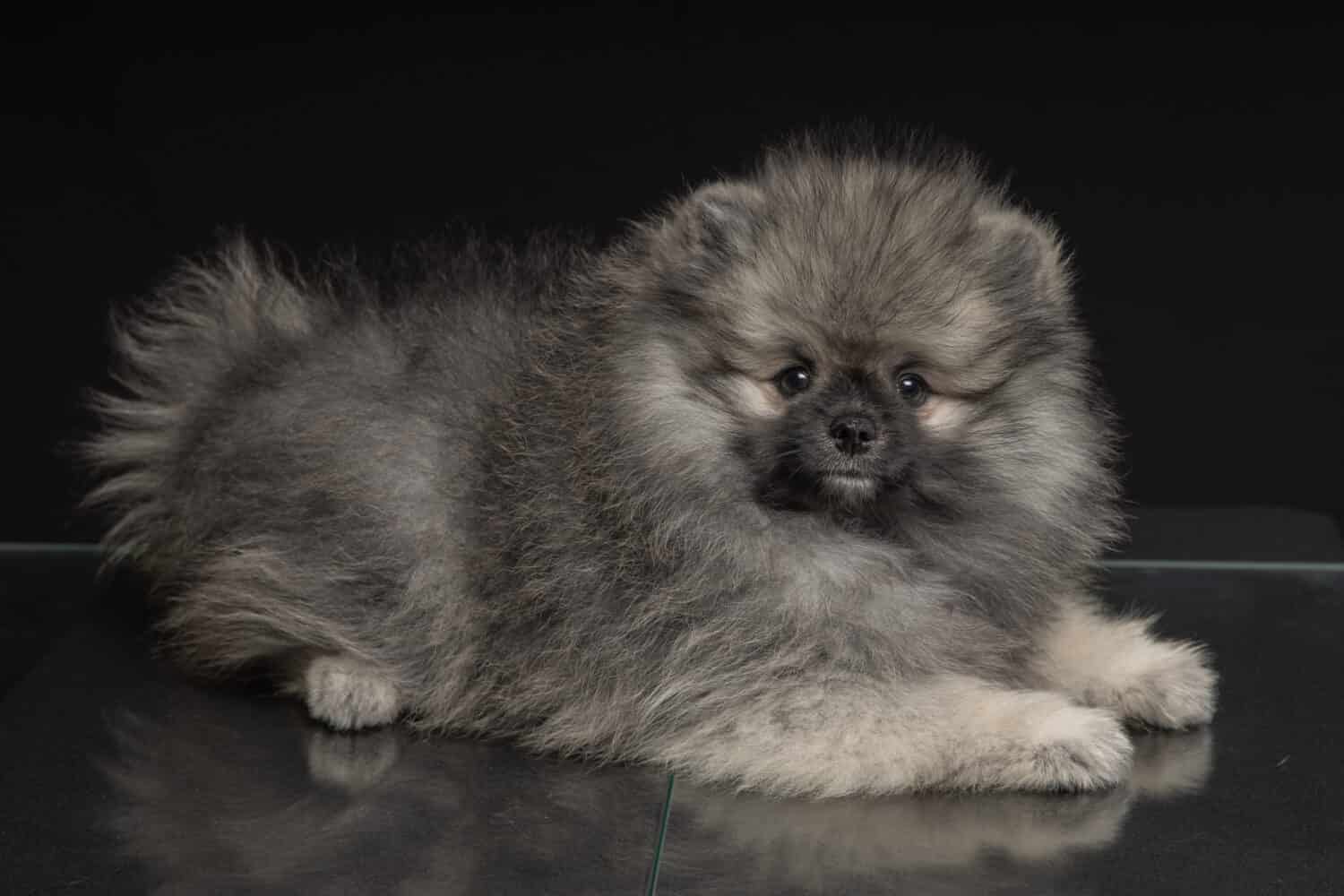 Bellissimo cucciolo di lupo spitz di Pomerania e colore rosso zibellino