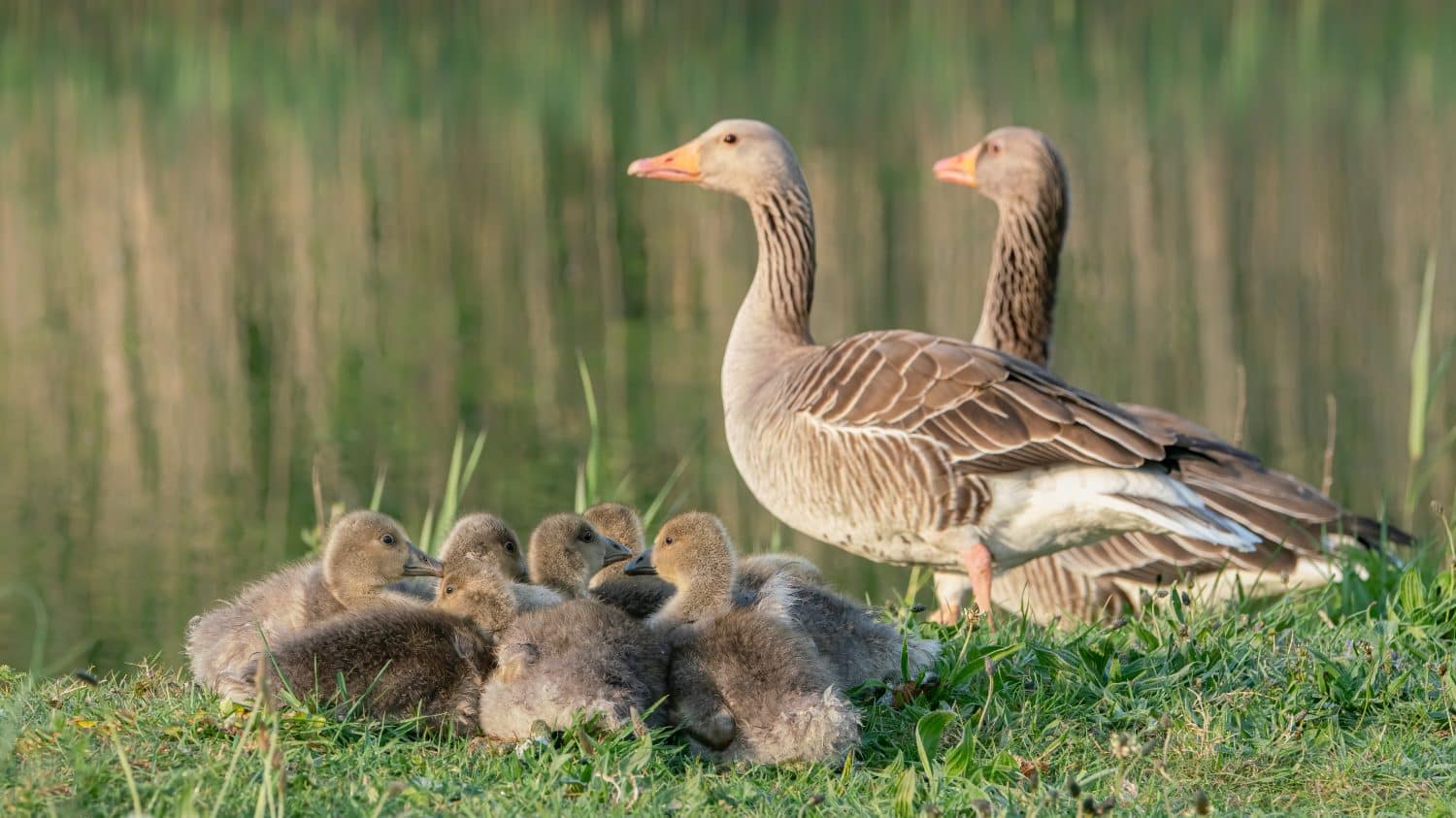 Due genitori Greylag Goose (Anser anser) fuori con i loro giovani paperi