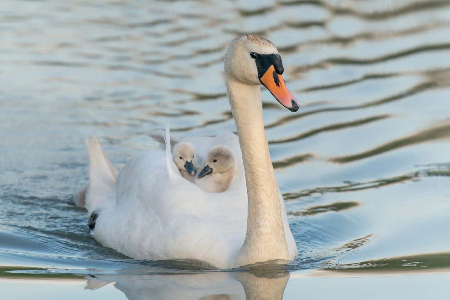 Il cigno (Cygnus olor) si fa un giro sulla schiena.  Gheldria nei Paesi Bassi.  Cigno reale) e cuccioli di pulcini su un lago.               