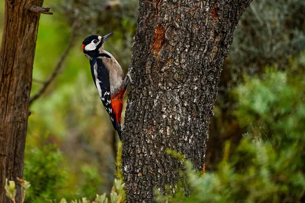 Il Dendrocopos major o picchio rosso maggiore, è una specie di uccello piciforme della famiglia dei Picidae.