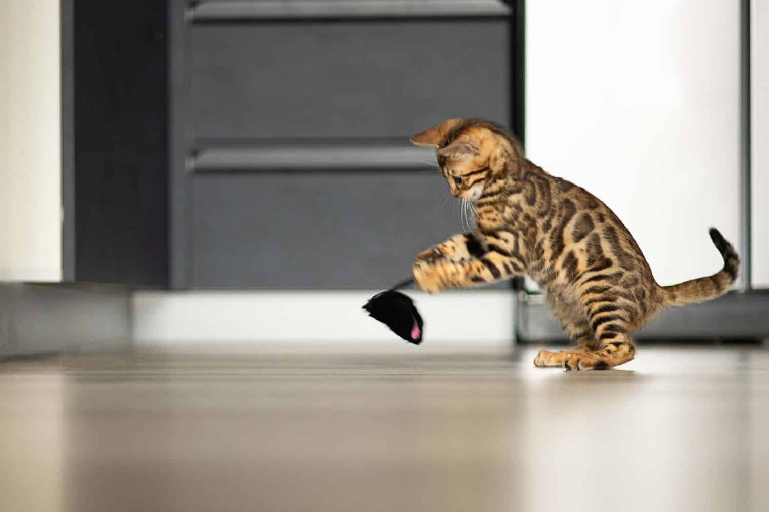 Il gattino del Bengala gioca con un topo artificiale sul pavimento
