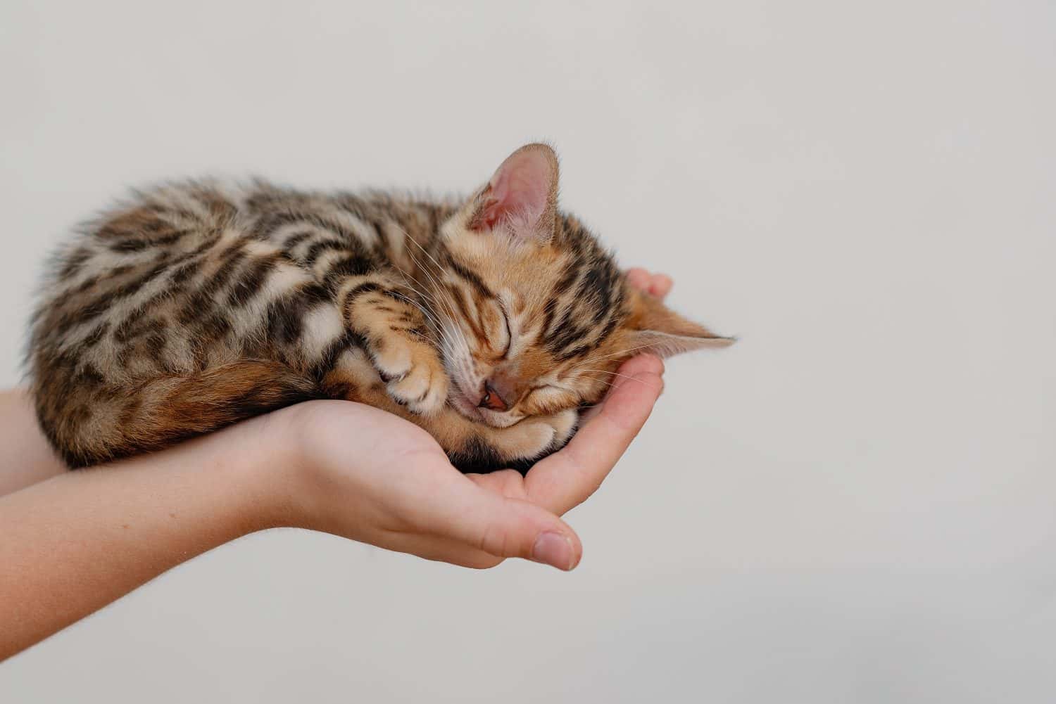 Un simpatico gattino bengala dorme rannicchiato sul palmo delle mani di un bambino, da vicino.  Copia spazio 