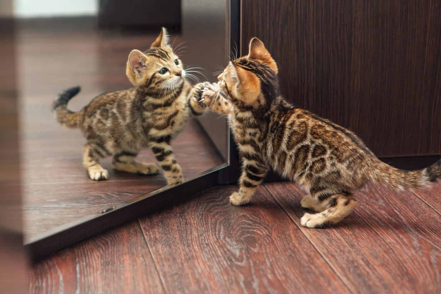 Piccolo simpatico gattino bengala curioso che guarda nello specchio di un wodrobe all'interno
