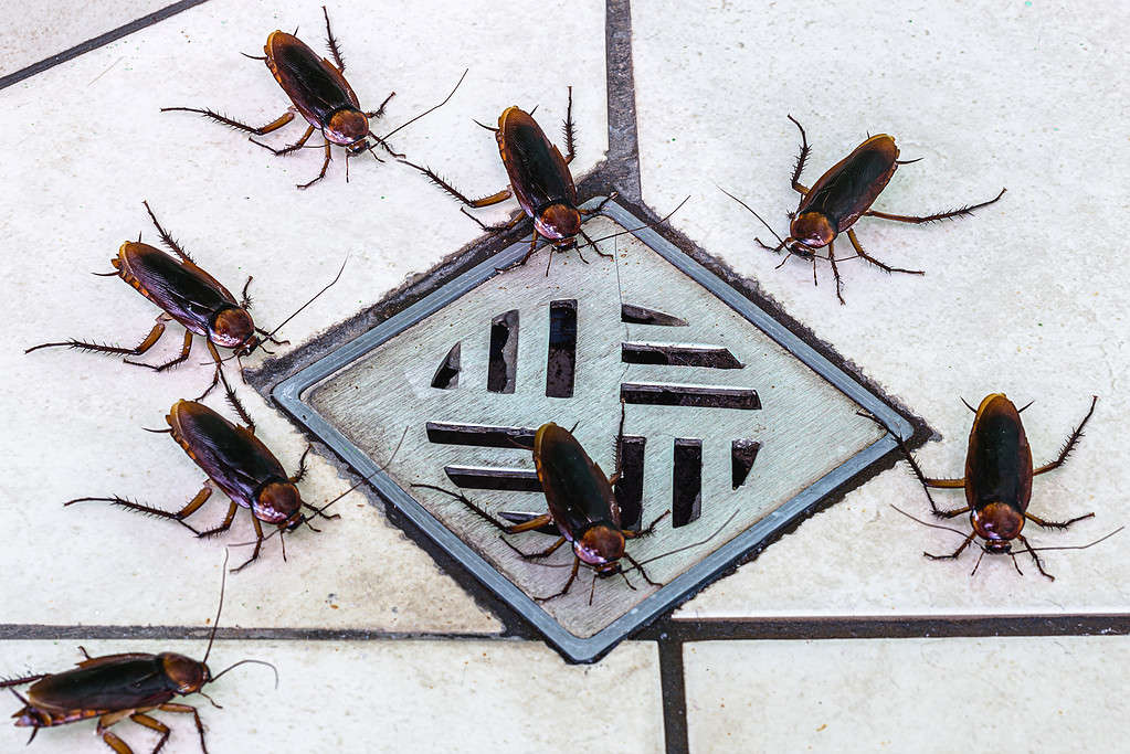 scarafaggio che entra nello scarico sporco del bagno.  Scarsa igiene, problema con parassiti e insetti in casa