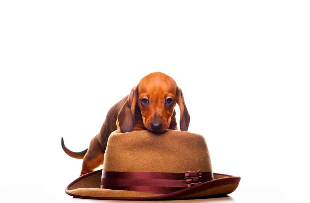 immagine di sfondo bianco cappello cane