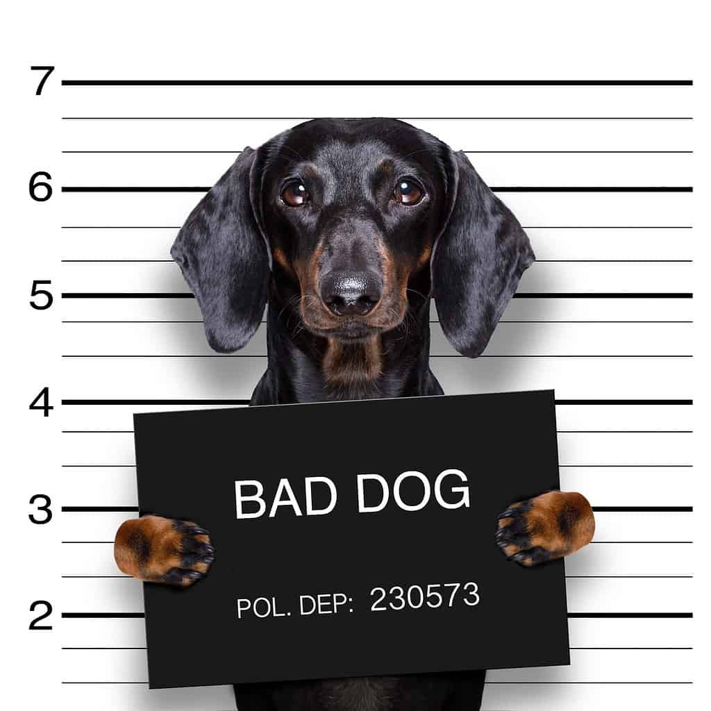 cane bassotto con salsiccia che tiene in mano uno striscione del dipartimento di polizia, come foto segnaletica, presso l'ufficio di polizia