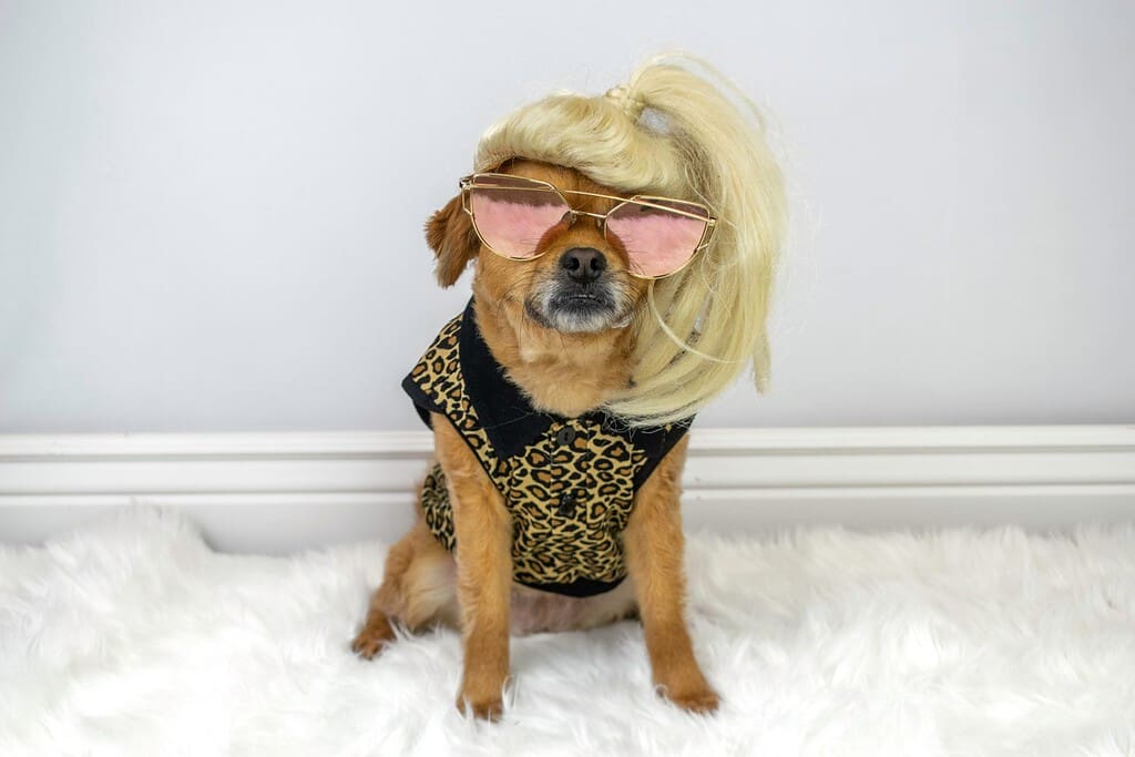 Cane divertente che indossa parrucca bionda e occhiali da sole