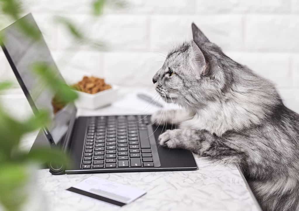 Un gatto grigio lavora su un laptop, guarda il monitor.