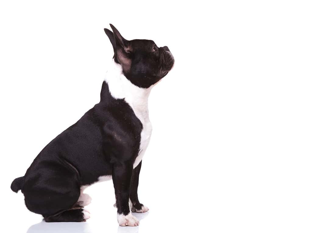 vista laterale di un curioso cucciolo di cane bulldog francese che guarda qualcosa, isolato su sfondo bianco