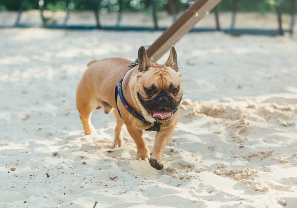 Grande bulldog francese rosso carino che cammina nel parco verde.  Bulldog sulla sabbia.