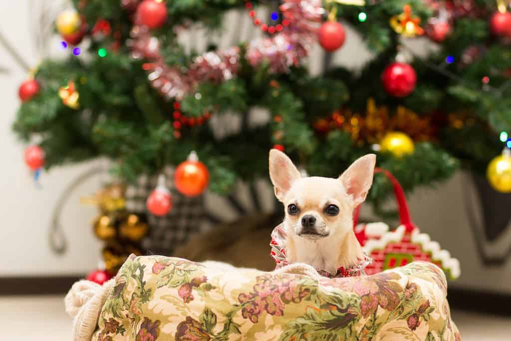 Chihuahua sdraiato sul divano accanto all'albero di Natale in attesa di dolcetti.