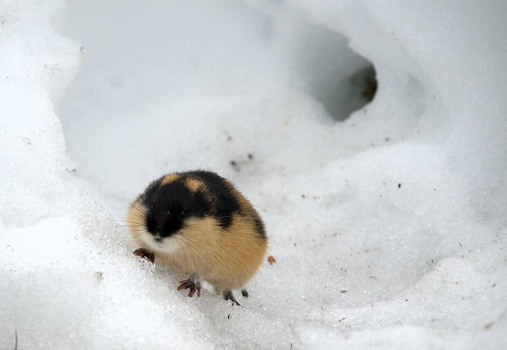 Lemming nella neve vicino all'ingresso della tana sotto la neve.