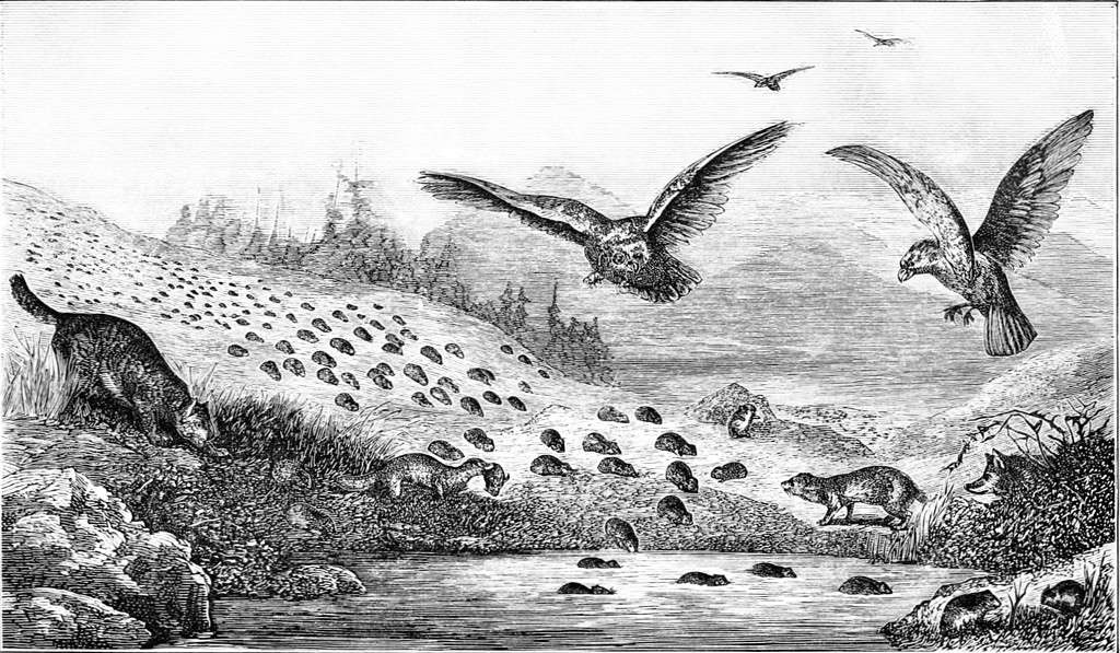 La migrazione dei Lemming può provocare la morte.