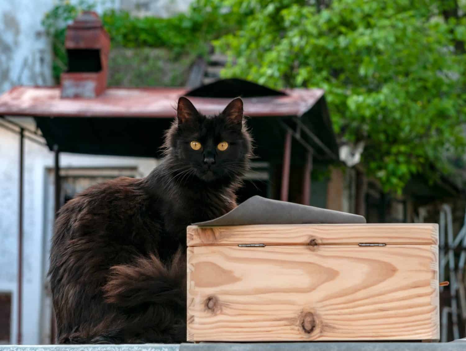 Gatto di cioccolato York vicino a una scatola di legno nel cortile sul retro.