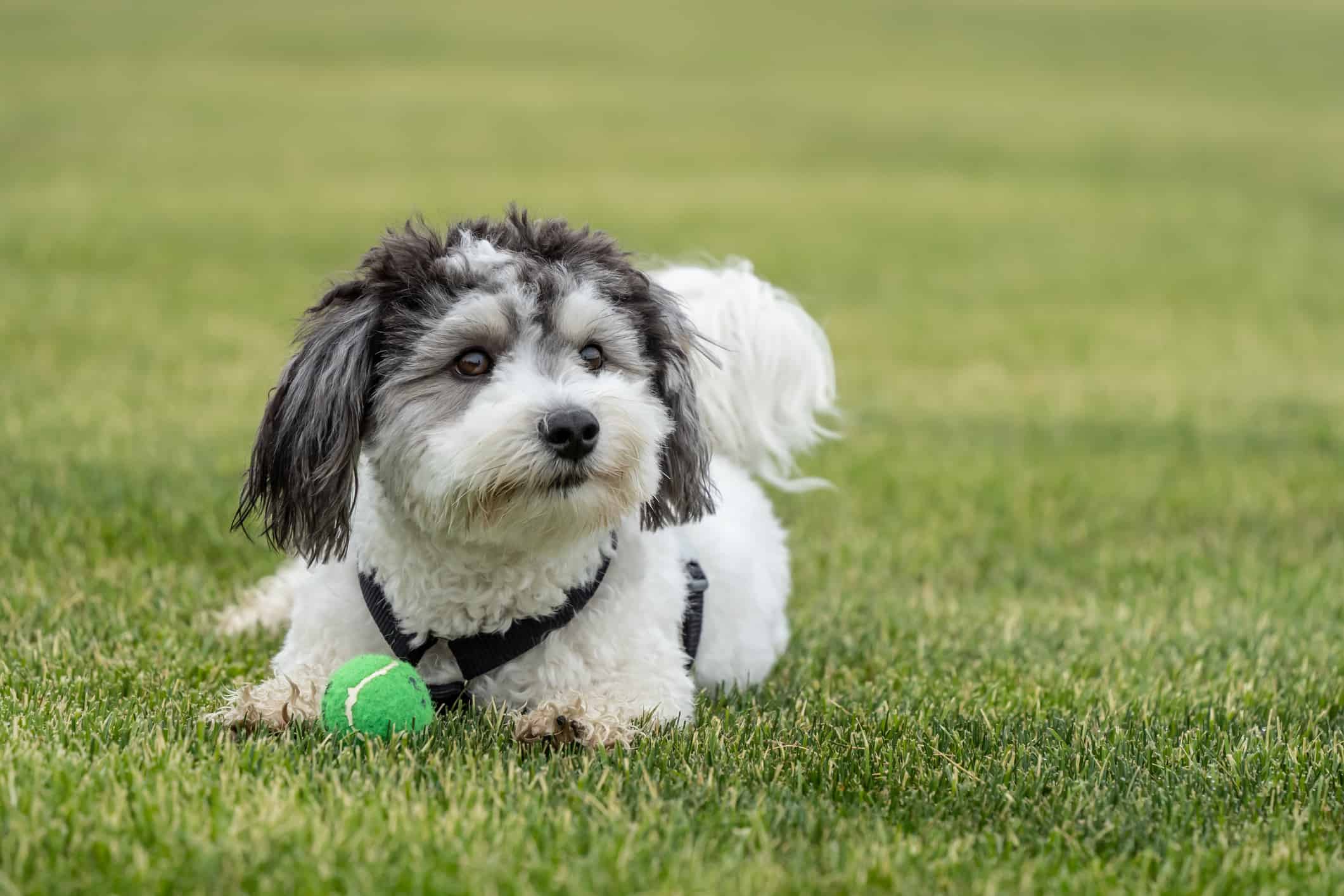 Simpatico cagnolino bianco e nero con palla