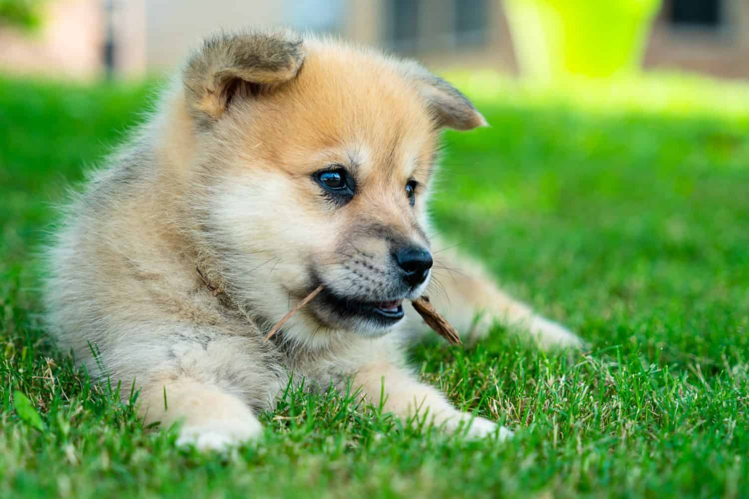 Cucciolo che gioca con il bastone nell'erba verde durante la primavera, adorabile cucciolo di cane Pomsky, un husky mescolato con un Pomerania