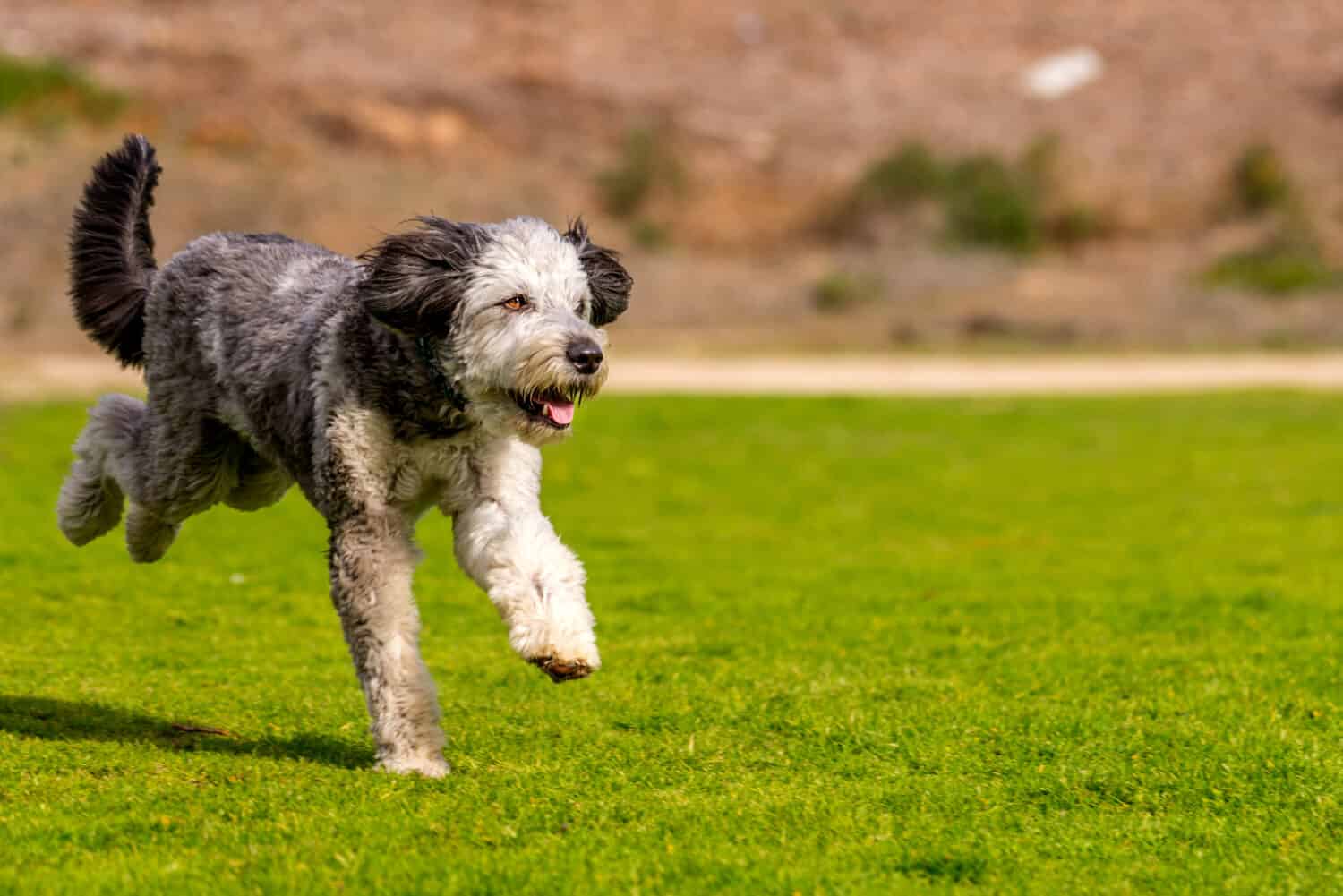 Aussiedoodle gioca e corre nel parco.  Aussiedoodle è un cane di design mix tra barboncino di razza e pastore australiano.  Sono cani da compagnia.
