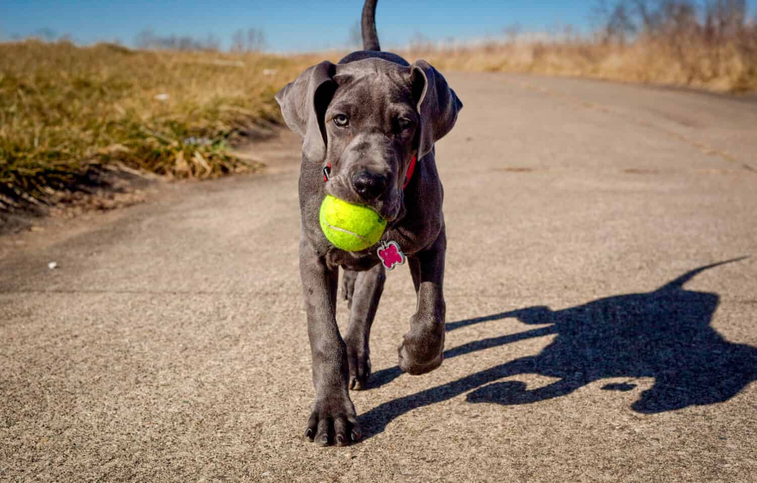Un adorabile cucciolo di alano con una pallina da tennis in bocca si avvicina allo spettatore