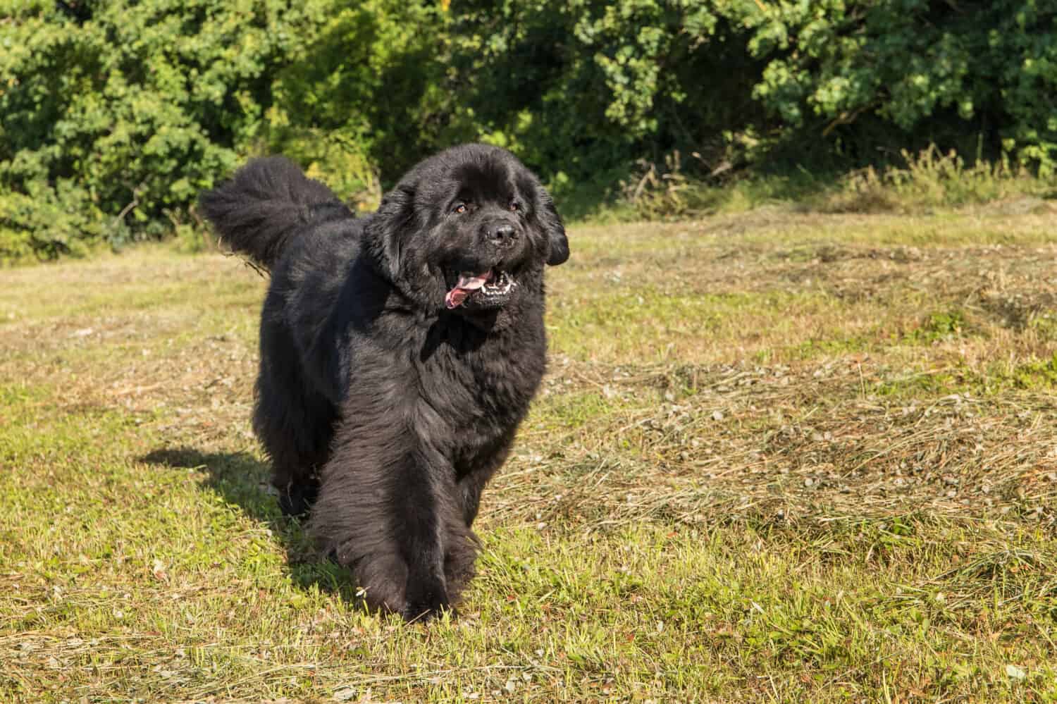 Unico grande cane nero di Terranova dal muso largo e massiccio.  Giovane cane di Terranova che gioca su un campo verde.  Cane da salvataggio in acqua.