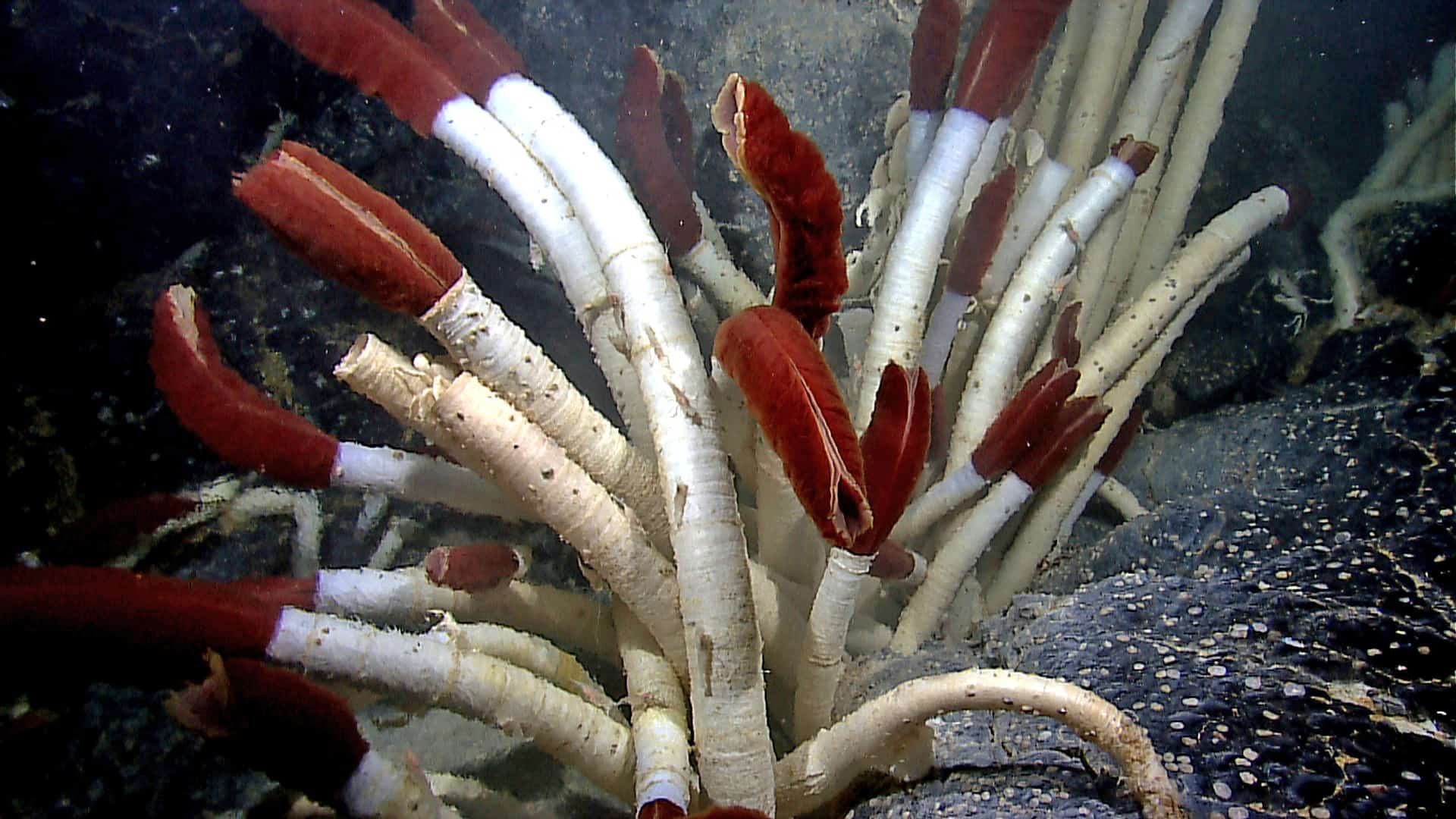 I vermi tubicoli giganti (Riftia pachyptila) vivono a profondità estreme nell'oceano.  Sono lunghi più di 6 piedi e mezzo e si trovano tra i 6200 e gli 11.8000 piedi sotto il livello del mare.  Le sorgenti idrotermali le sostengono in punti isolati lungo la dorsale del Pacifico orientale e vicino alle Isole Galapagos.