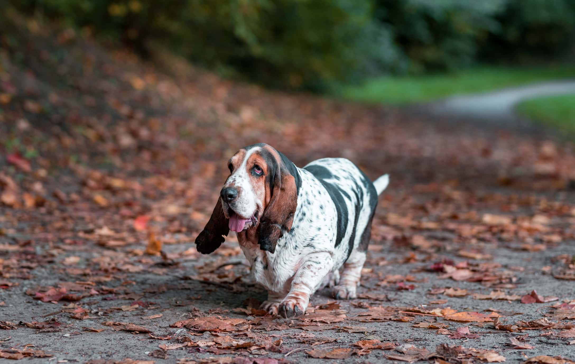 Il cane Basset Hound cammina sulle foglie autunnali.  Ritratto