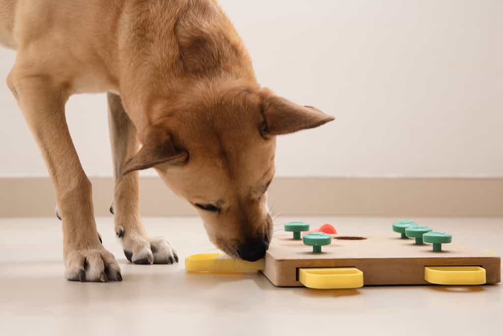Il cane intelligente cerca deliziose prelibatezze secche nel gioco intellettuale e le mangia, da vicino.  Gioco intellettuale per cani.  e addestramento al lavoro con il naso con gli animali domestici.  allenamento con giochi cerebrali per cani