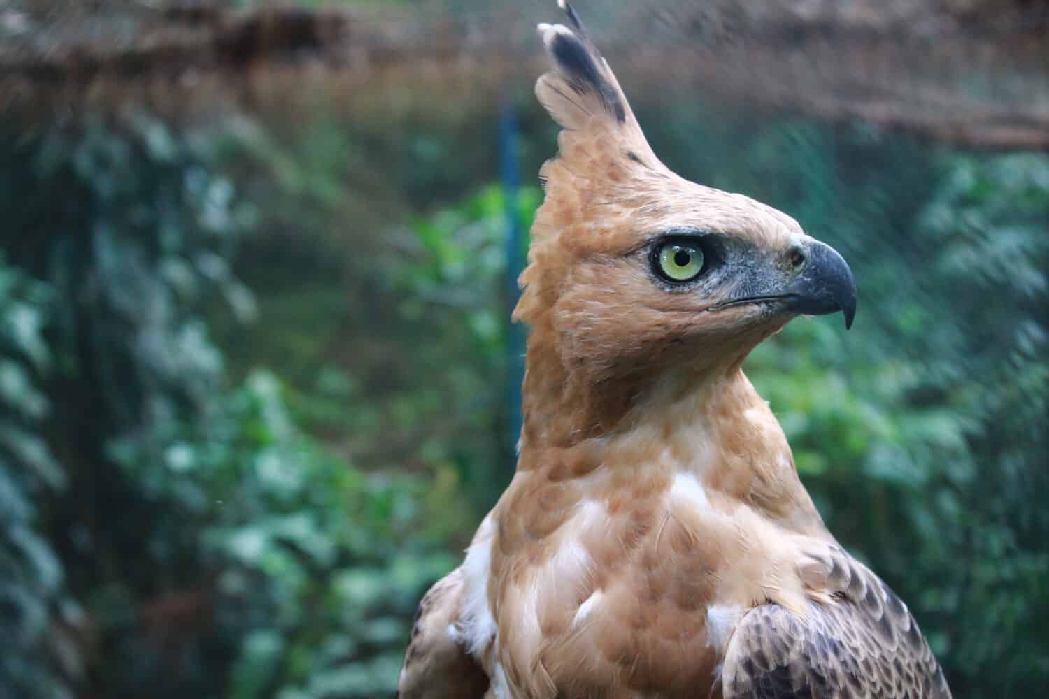 Aquila falco di Giava