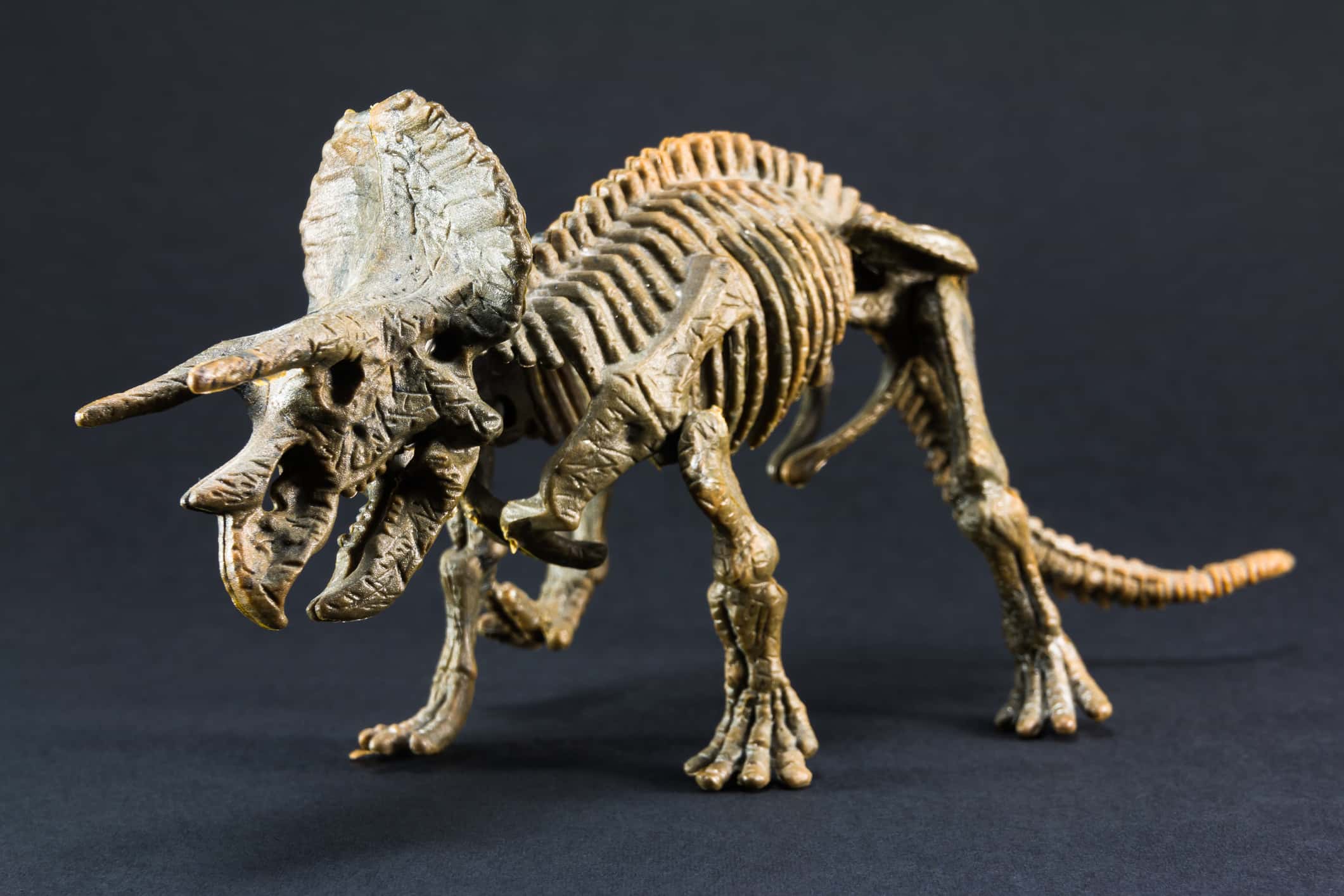 Giocattolo modello di scheletro di dinosauro fossile di triceratopo