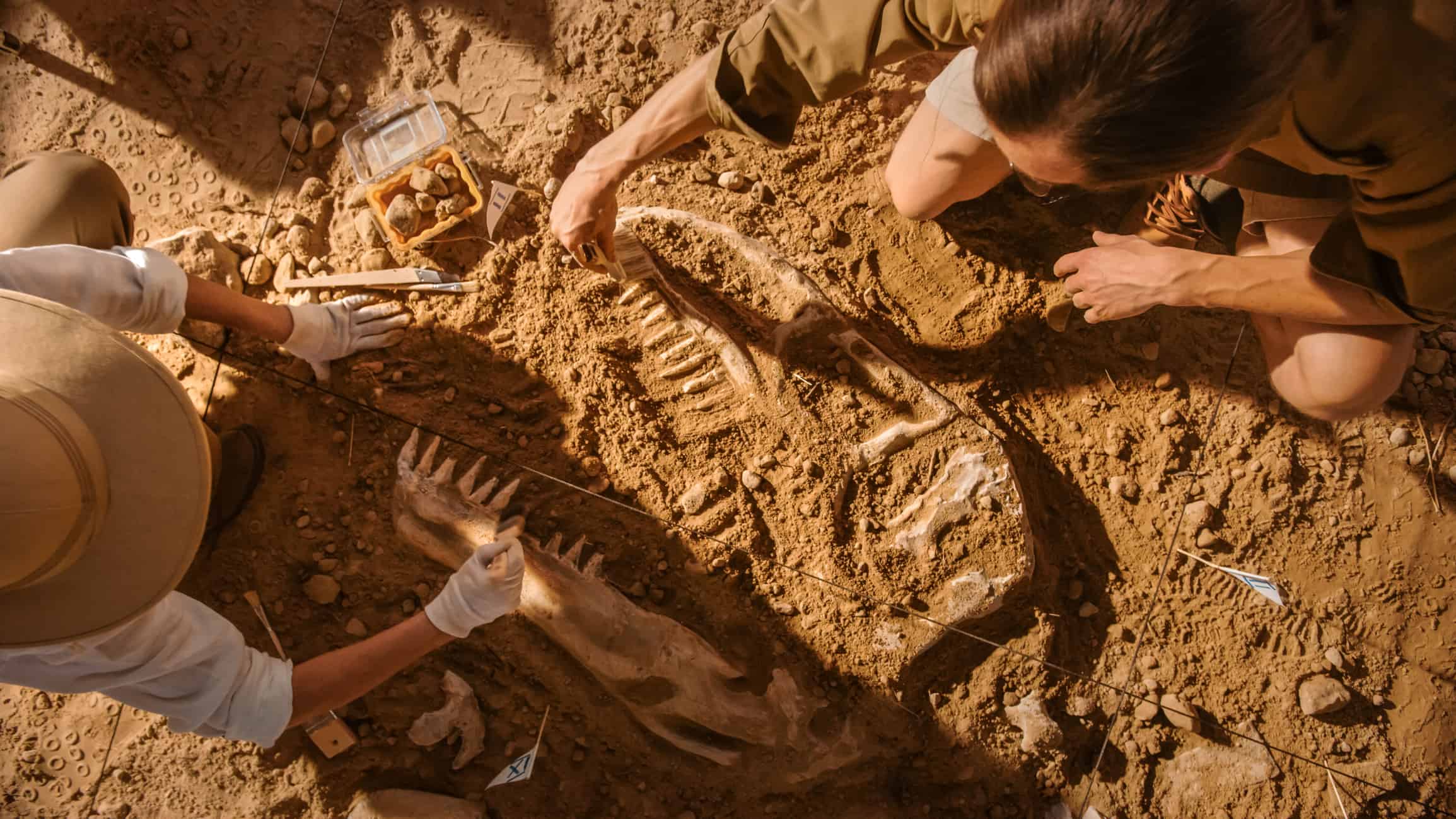 Vista dall'alto: due grandi paleontologi puliscono lo scheletro di dinosauro appena scoperto.  Gli archeologi scoprono resti fossili di nuove specie.  Sito di scavo di scavi archeologici.