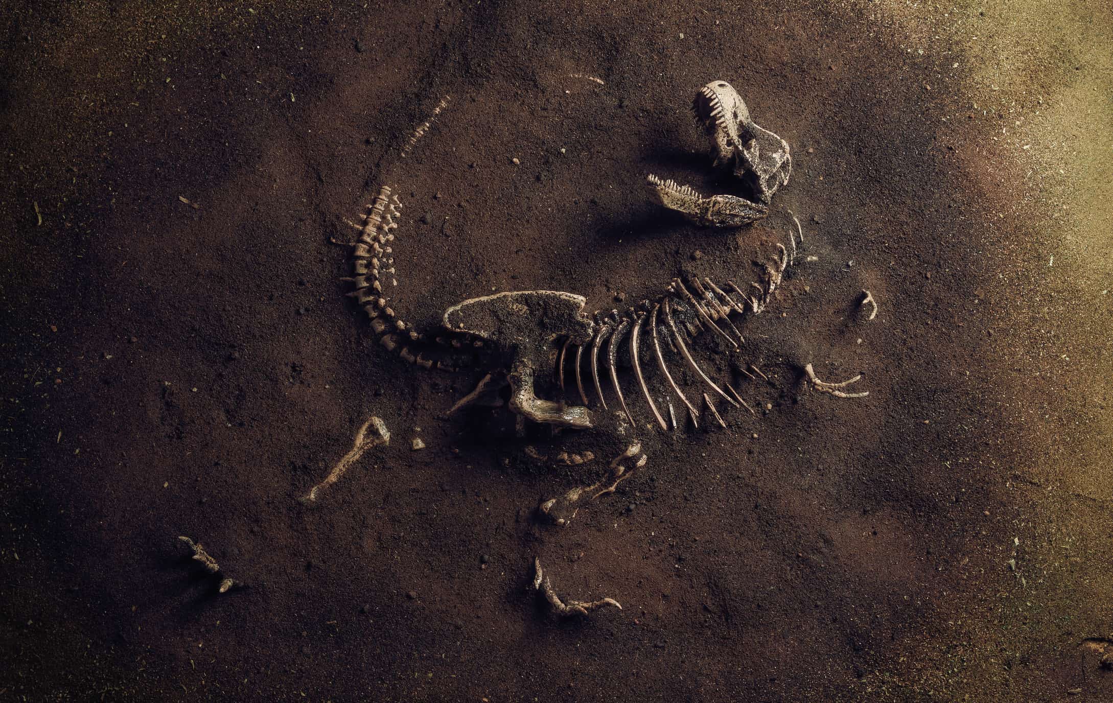 Fossile di dinosauro (Tyrannosaurus Rex) trovato dagli archeologi