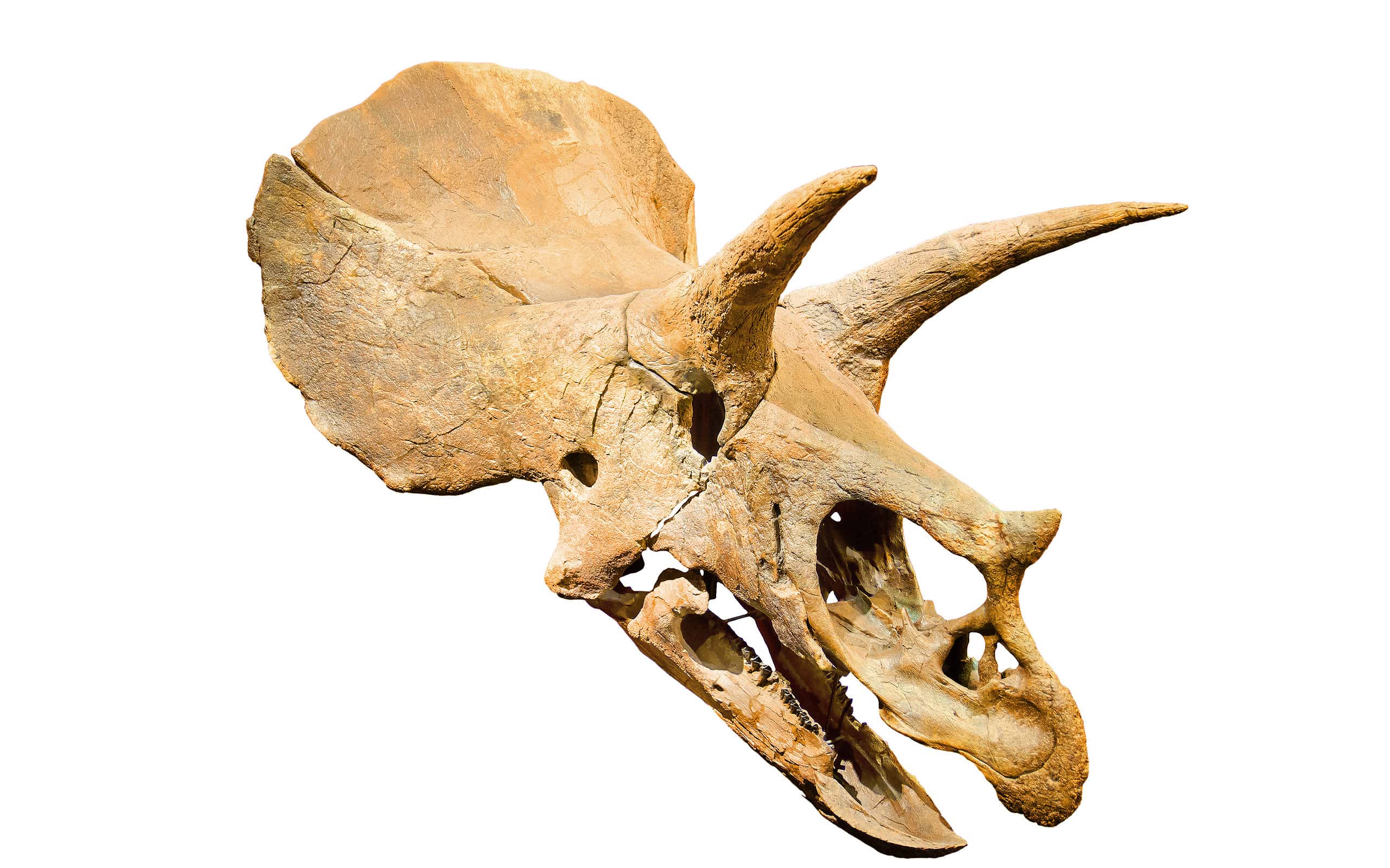 Cranio fossile di triceratopo su sfondo bianco isolato