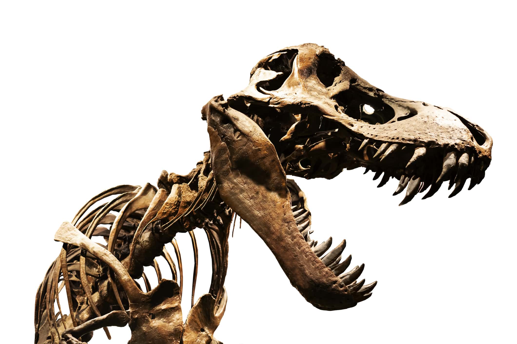 sfondo bianco scheletro di dinosauro isolato