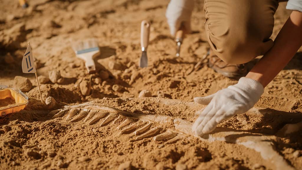 Ritratto di bellissimo paleontologo che pulisce lo scheletro di dinosauro tirannosauro con spazzole.  Gli archeologi scoprono resti fossili di nuove specie di predatori.  Sito di scavo di scavi archeologici