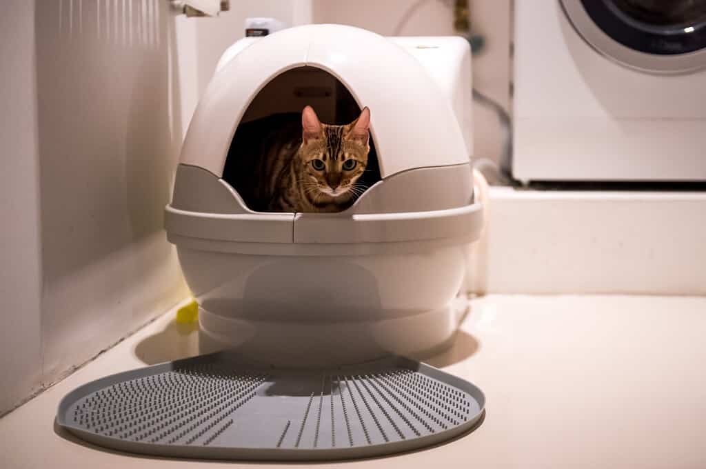 Toilette automatica per gatti.  Gadget per animali domestici