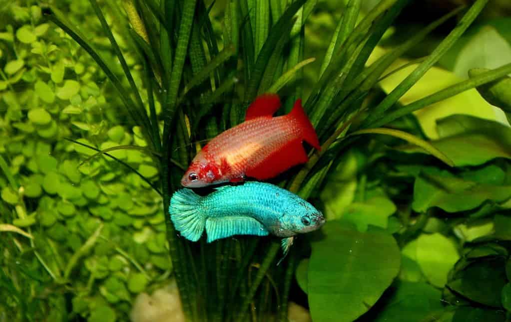 Colorato di betta femminili nell'acquario.  I betta femminili rossi e blu sono pesci d'acqua dolce, fattoria di betta, Thailandia.