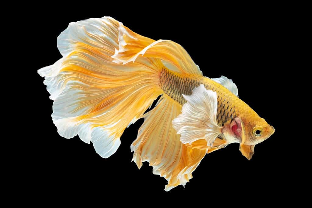 Pesce betta giallo, pesce combattente siamese, betta splendens (Halfmoon betta, Pla-kad (pesce mordace) isolato su sfondo nero.
